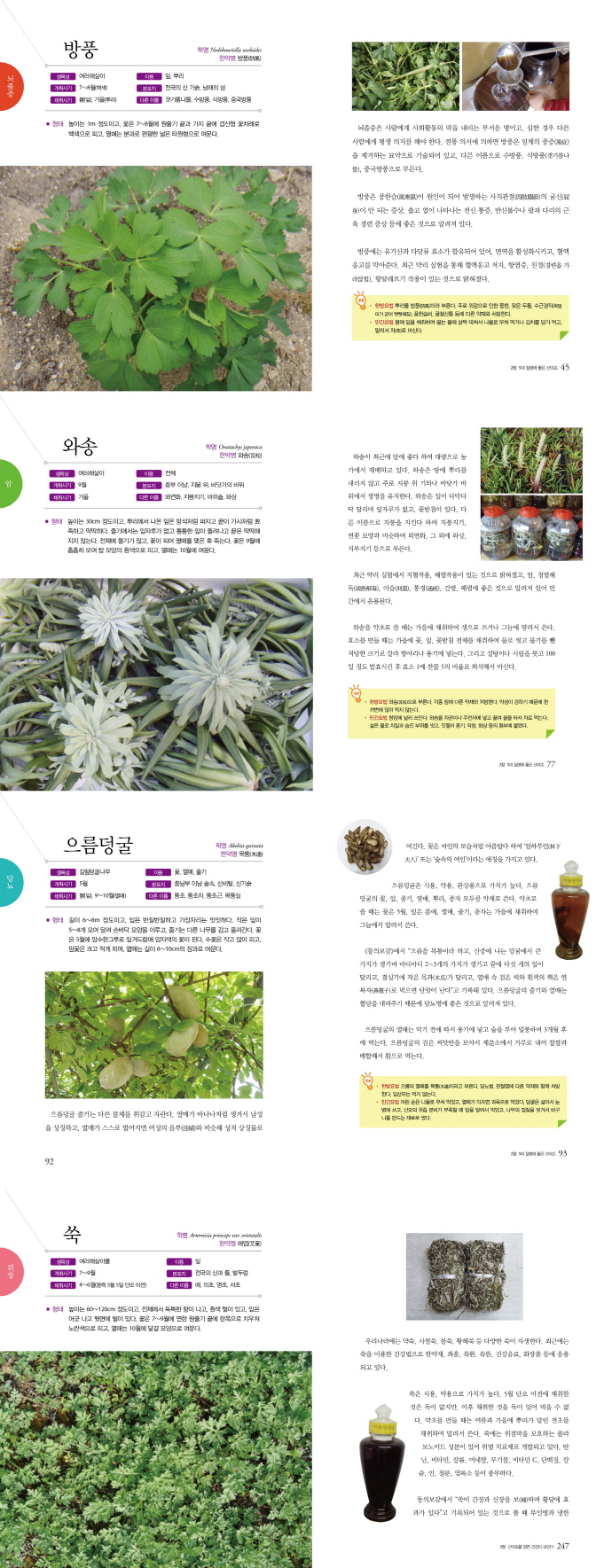 한국의 산야초 민간요법(질병을 치료하는) 도서 상세이미지