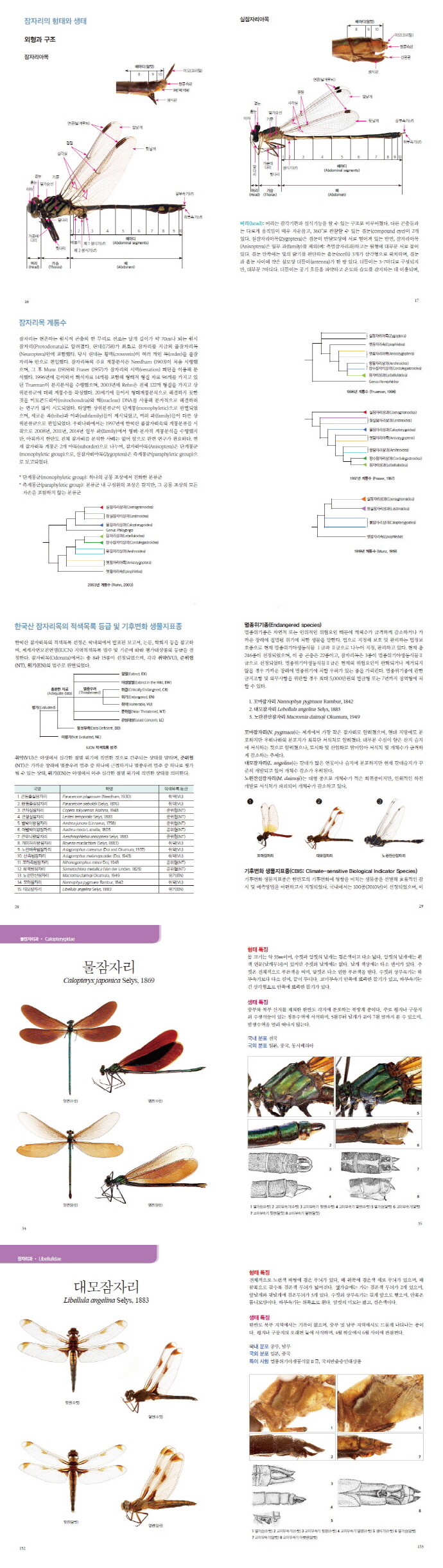 잠자리 표본 도감(한국 생물 목록 19) 도서 상세이미지