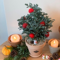 블루버드나무 비단삼나무 크리스마스 트리나무