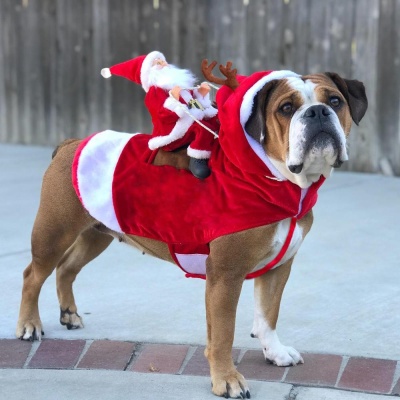 특이한 코스튬 강아지 크리스마스 산타옷 코스프레
