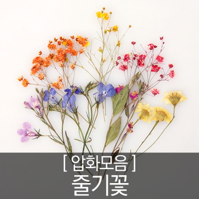 압화 꽃모음 - 줄기꽃