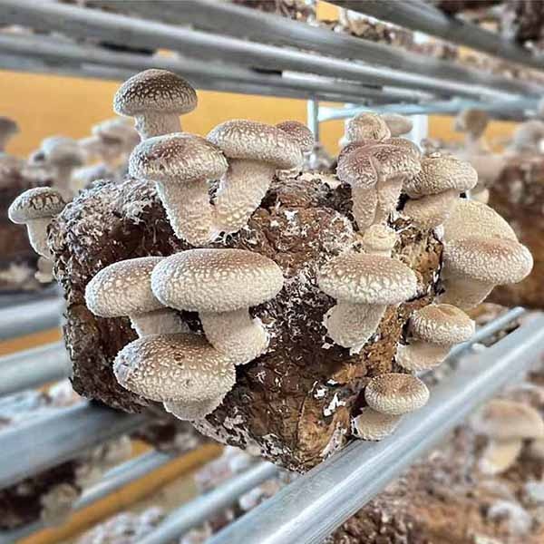 공주 산지직송 국내산 송향 버섯 기본형 500g 1kg