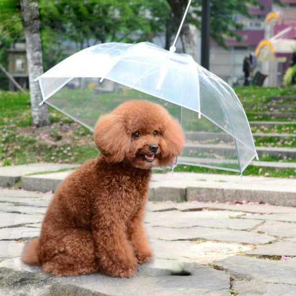 키밍 애견 투명 우산 강아지우산 강아지산책용품