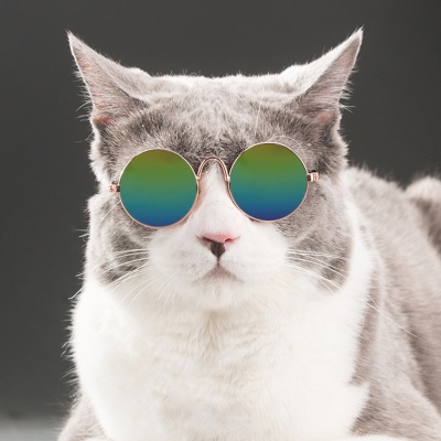 펫데일리 고양이 강아지 선글라스 안경 냥글라스