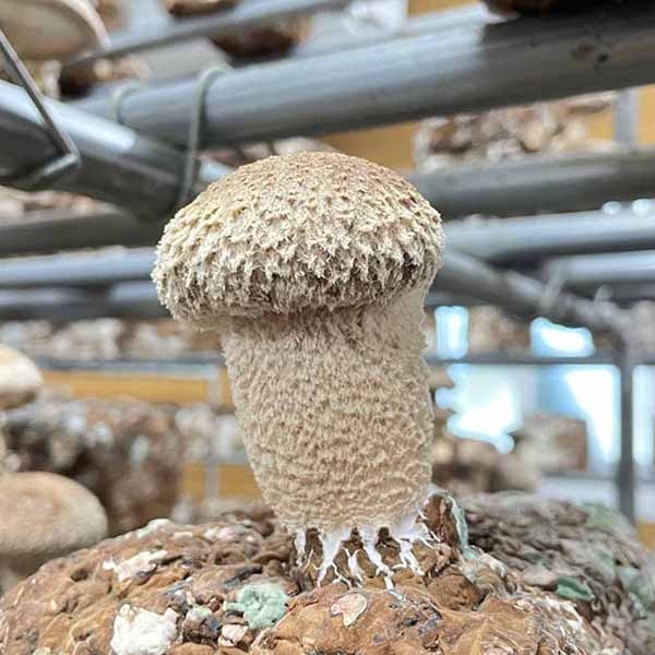 공주 산지직송 국내산 송향 버섯 최고급형 1kg