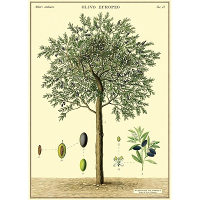 카발리니 포스터-Olive Tree