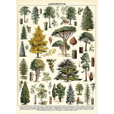 카발리니 포스터-Arboretum