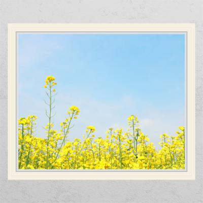 cd341-유채꽃밭_창문그림액자